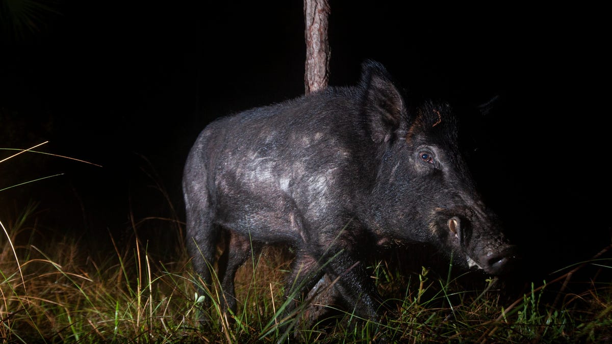 "Super pigs: A looming invasive threat crossing borders from Canada to the US"