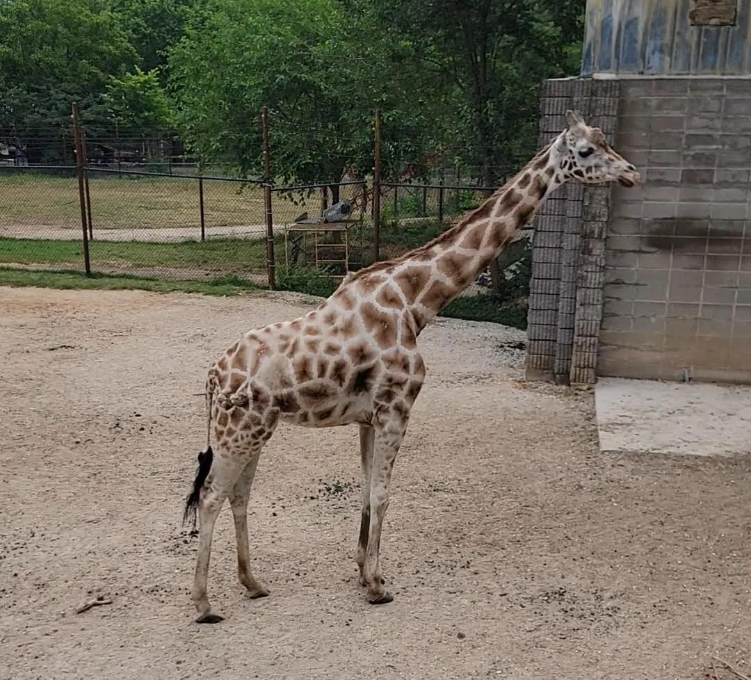 Featured image for Tragic Loss: Giraffe Euthanized at Dickerson Park Zoo