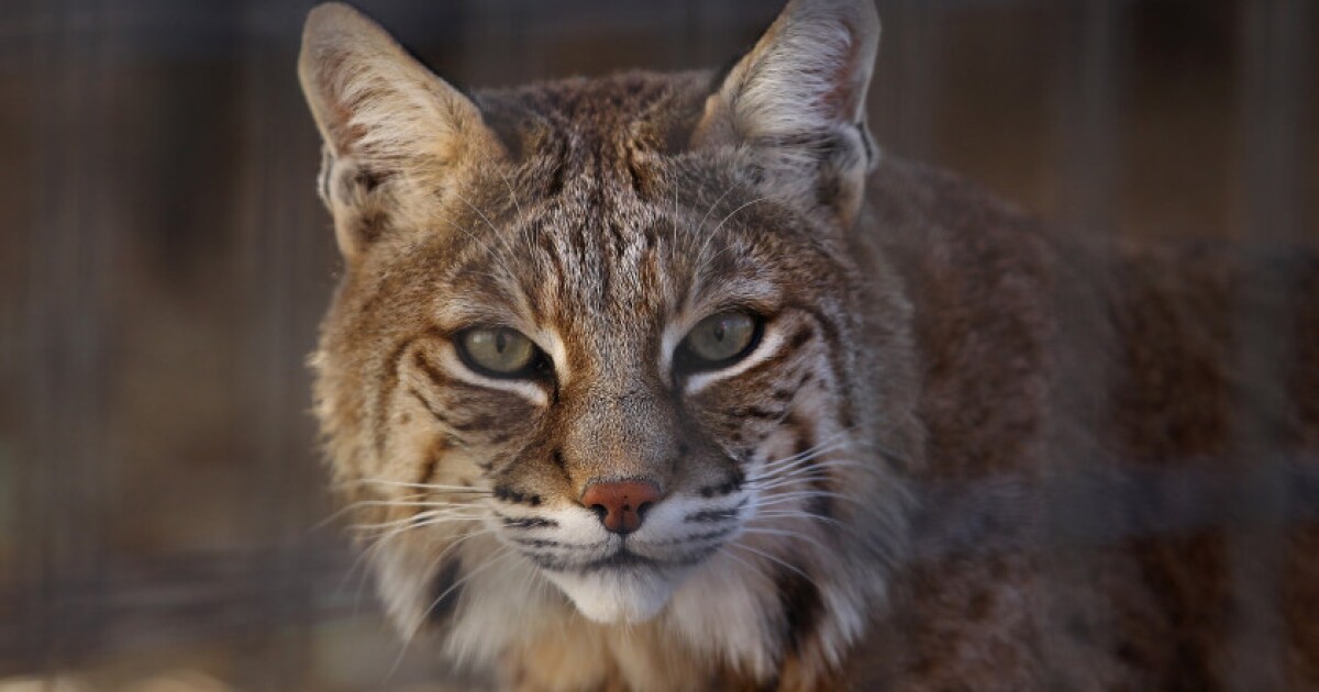 Featured image for "Rabid Bobcat Attacks Women in Kingman Area"