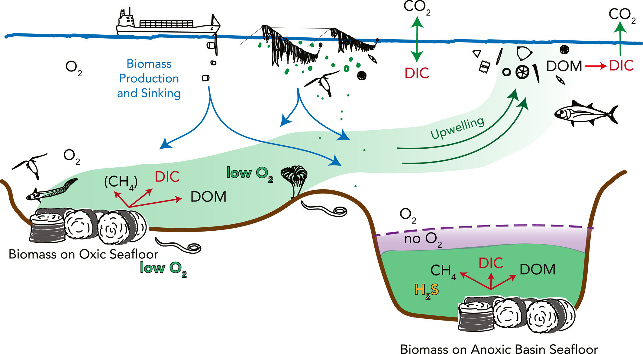 Featured image for Scientists Identify Anoxic Marine Basins as Prime Sites for Deep-Sea Carbon Sequestration