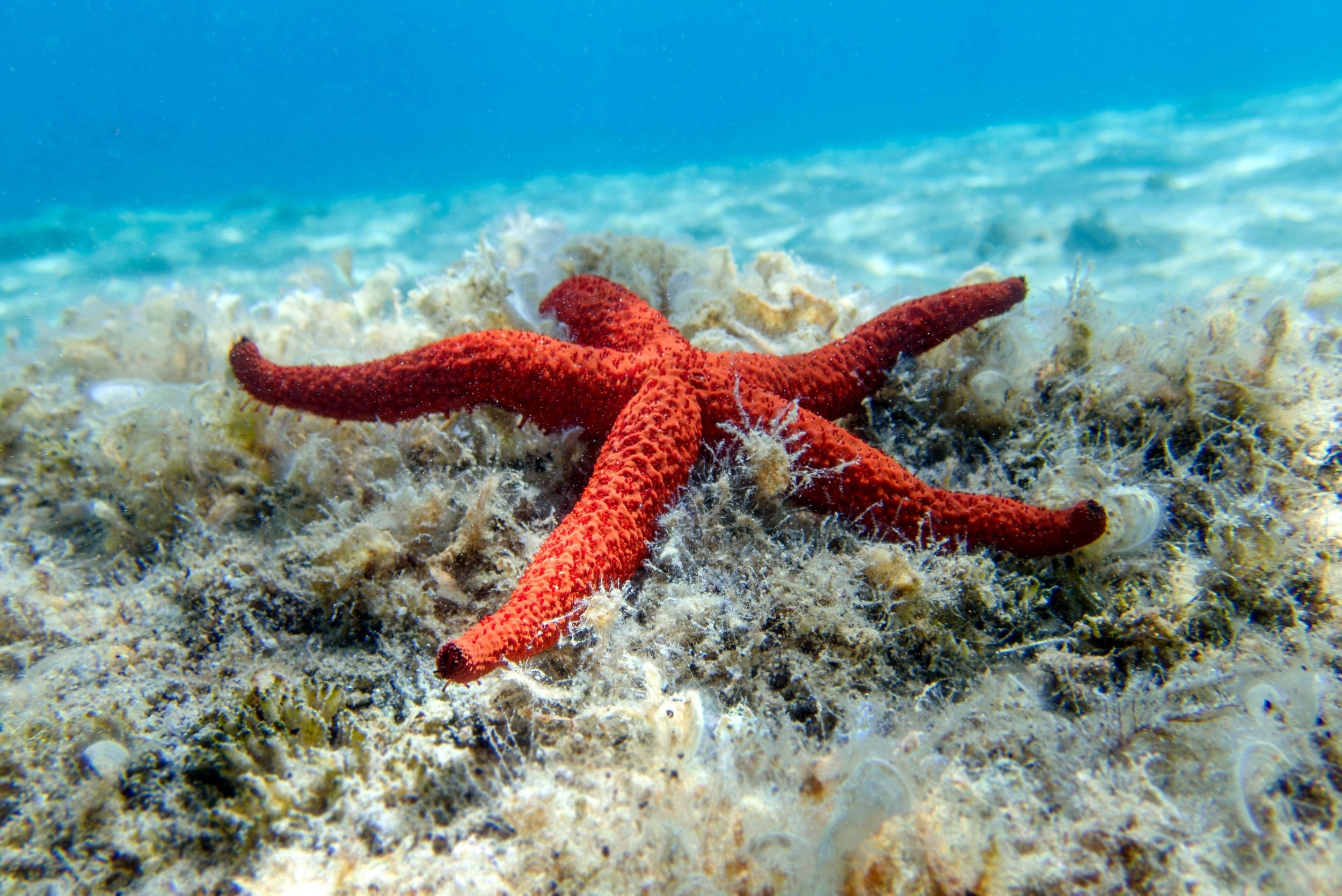 Featured image for Scientists Identify Microbe Responsible for Sea Star Wasting Disease