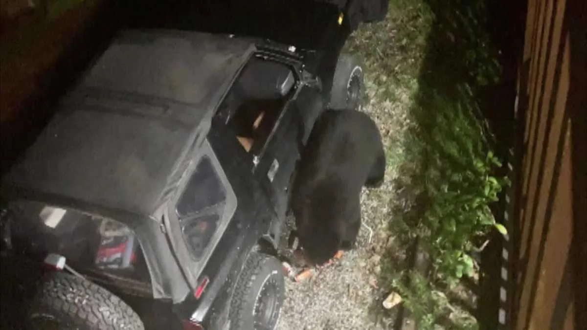 Canadian Black Bear caught on camera drinking 69 cans of soda from car.