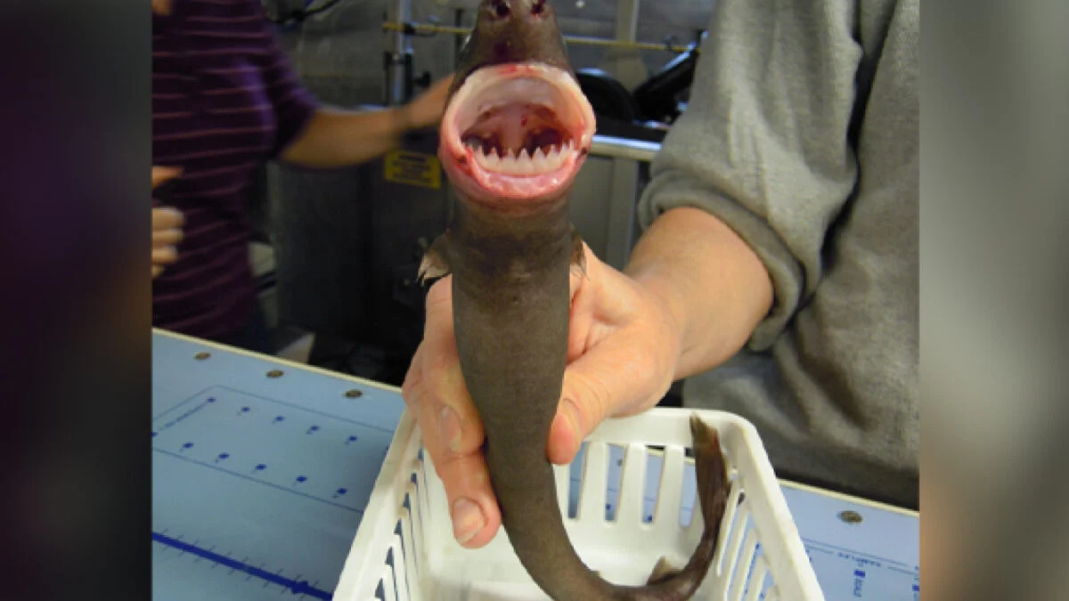 Featured image for Scientists Uncover Secrets of Cookiecutter Sharks and Their Unique Biting Habits