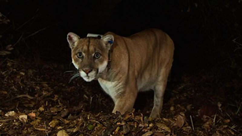Featured image for "Lonely Mountain Lion Inspires World's Largest Wildlife Overpass"
