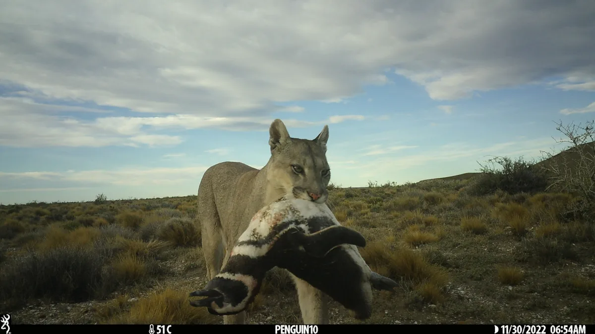 Featured image for Pumas Return to Patagonia and Encounter Penguins, Surprising Scientists