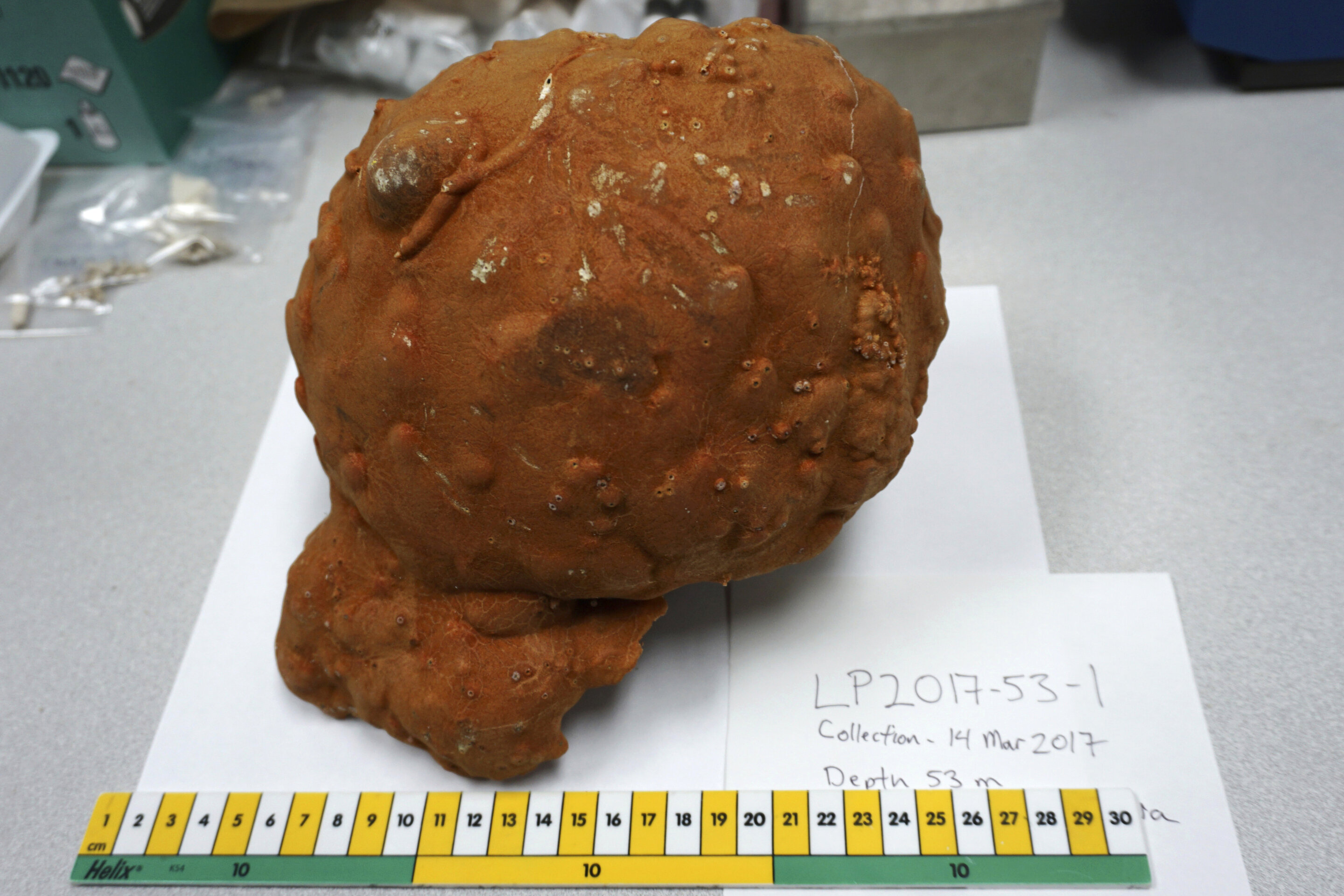 "Centuries-old Ocean Sponges Reveal Earth's Surpassed 1.5°C Warming Limit, Sparking Scientific Debate"
