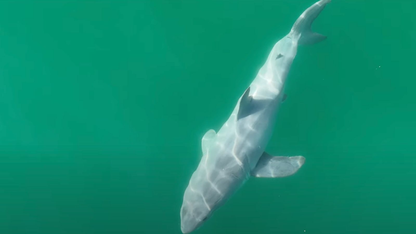 Featured image for "World's First Live Footage of Newborn Great White Shark Captured by YouTuber and Photographer"