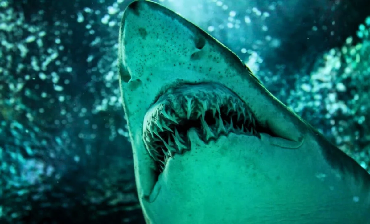 Peru Uncovers Near-Complete 7-Meter Shark Ancestor Pointing to Great White Origins