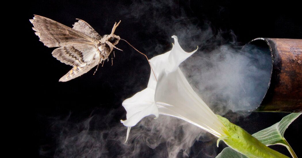 Featured image for Air Pollution's Impact on Pollinators: A Sweet Scent Sabotage