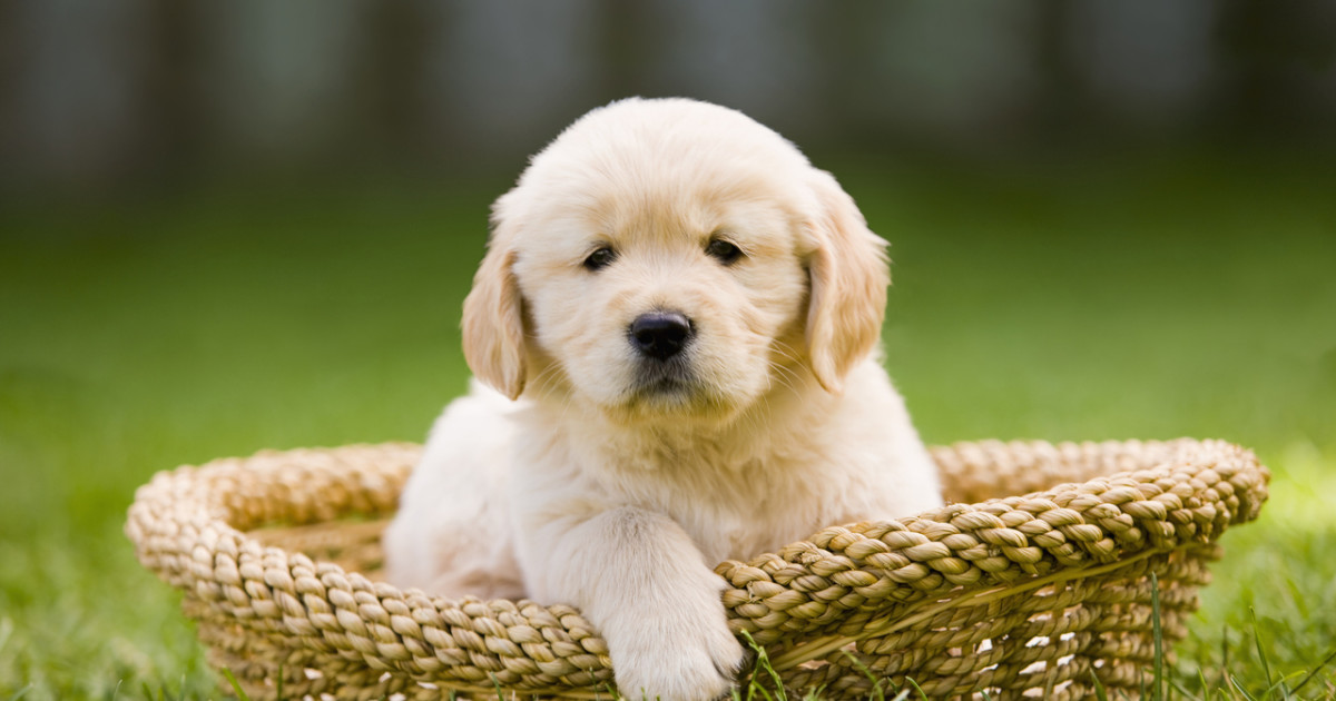 Featured image for Adorable Golden Retriever Puppies Enjoy Apple Picking
