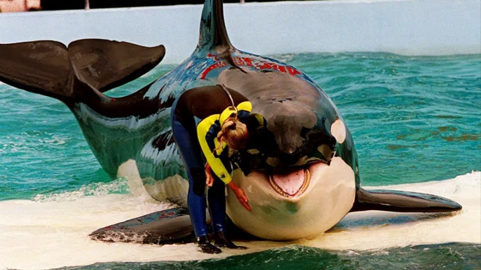 Featured image for Tragic Loss: Southern Resident Orca Tokitae, aka Lolita, Dies in Miami Seaquarium Captivity