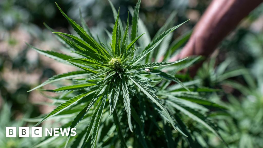 Featured image for Major Cannabis Study Warns Against Self-Medication Risks