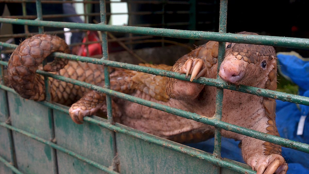 Featured image for Unveiling the Origins: Cross-species Virus Transmission and Wuhan Lab Controversy