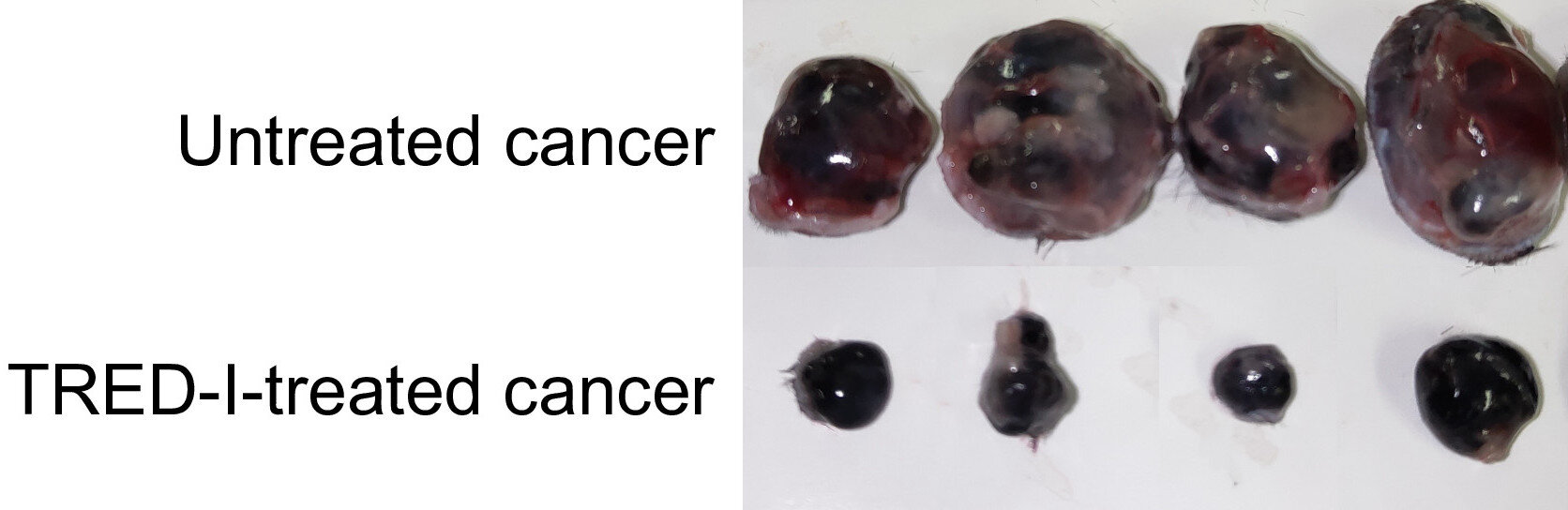 "Enhanced Cancer Detection and Destruction with CRISPR Technology"