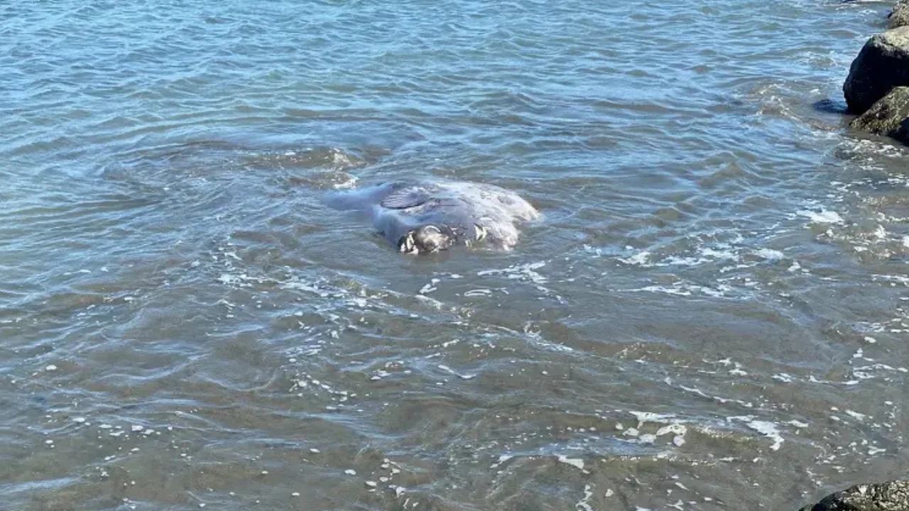 Rare Hoodwinker Sunfish Emerges on California Shore, Redrawing Its Range