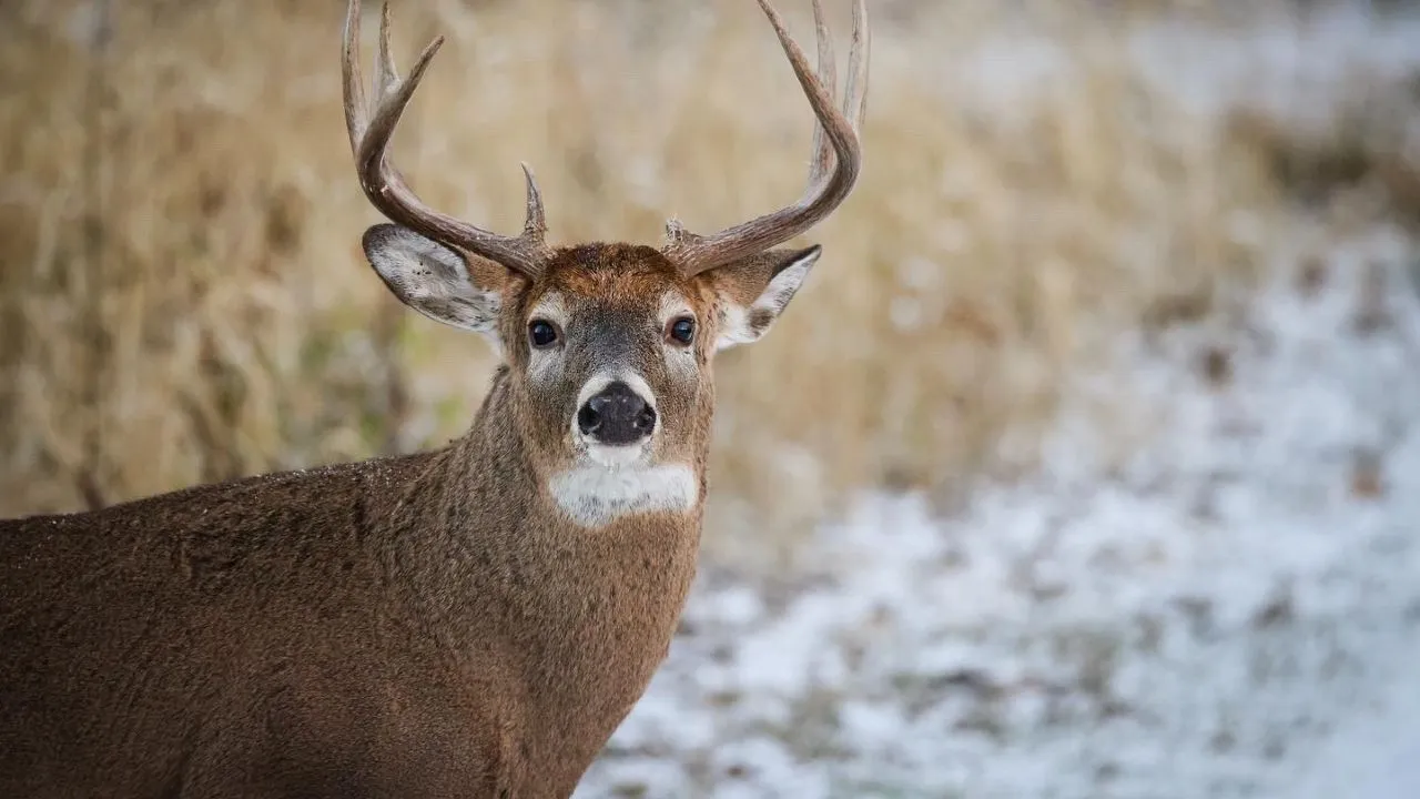 Featured image for Viral Deer Disease Spreads Across Multiple Counties, Authorities Urge Public Vigilance