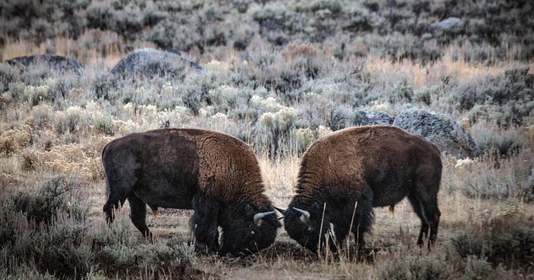 Featured image for Bison Gores 83-Year-Old Woman at Yellowstone