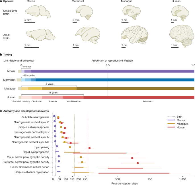 Featured image for Revolutionizing Brain Research: New Maps and Insights into Development and Disease