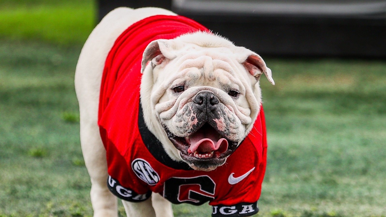 "Georgia's New Mascot, Uga XI, to be Collared at G-Day Game Ceremony"
