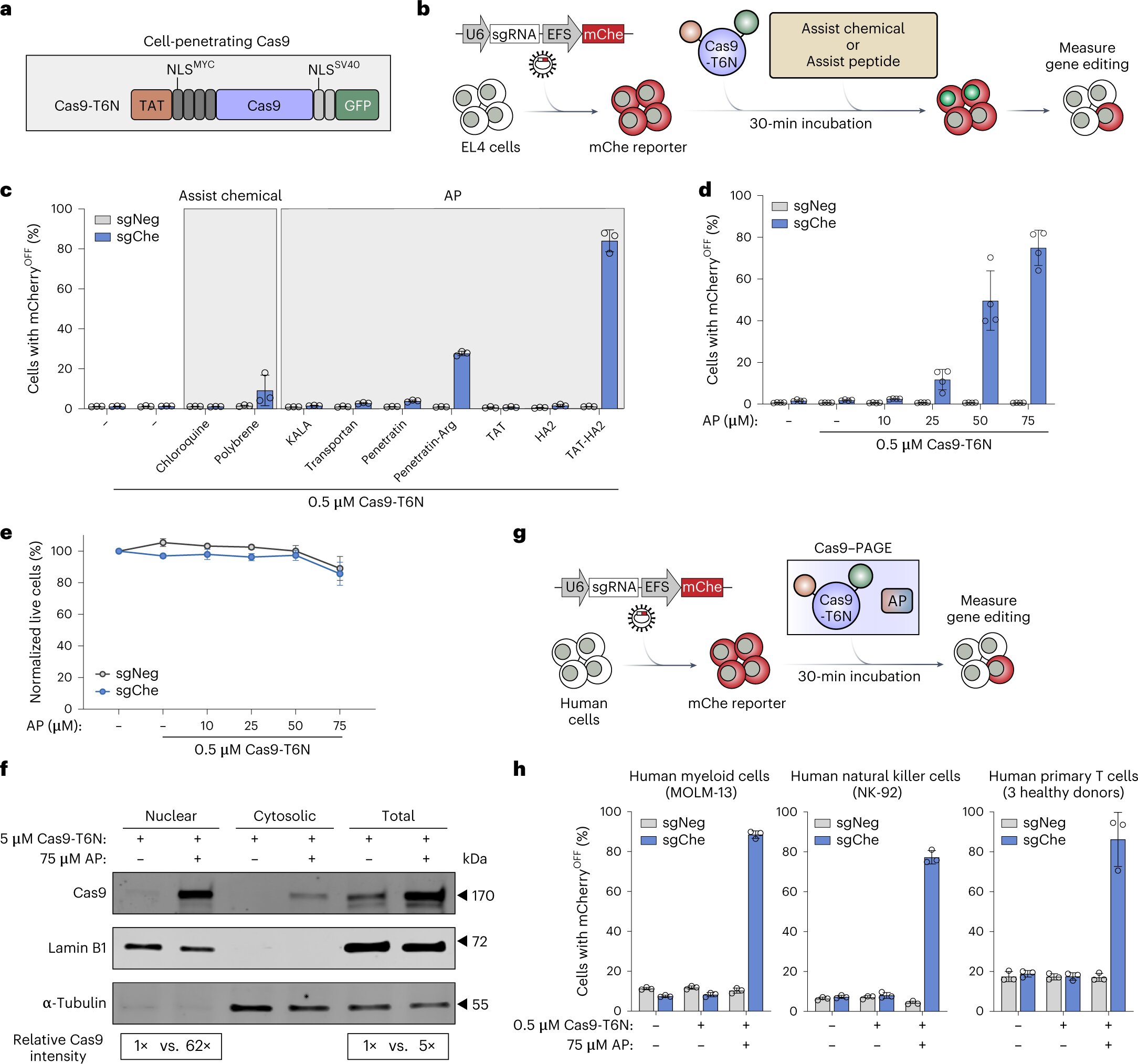 Featured image for Revolutionizing Cell and Gene Therapies with Enhanced Gene Editing Techniques