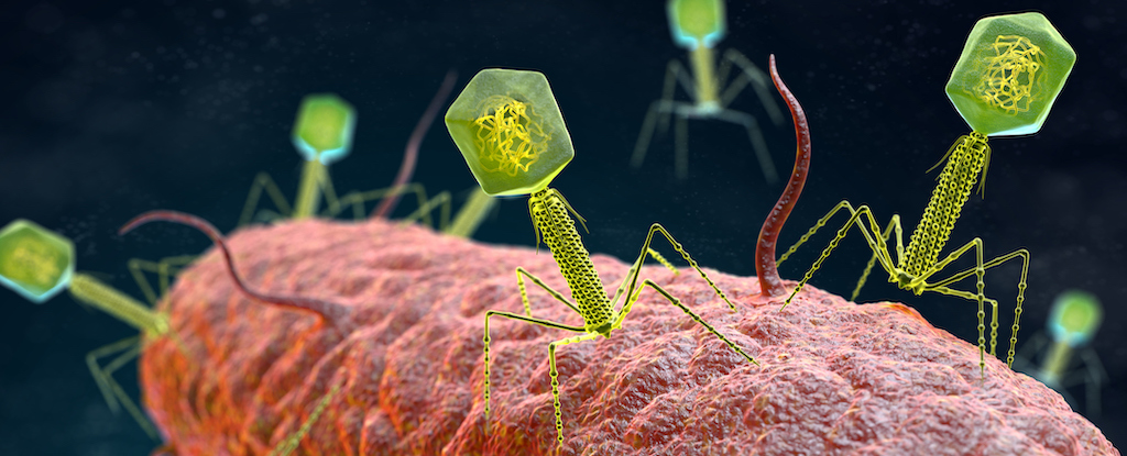 Featured image for Old Virus Therapy Offers New Hope Against Superbugs