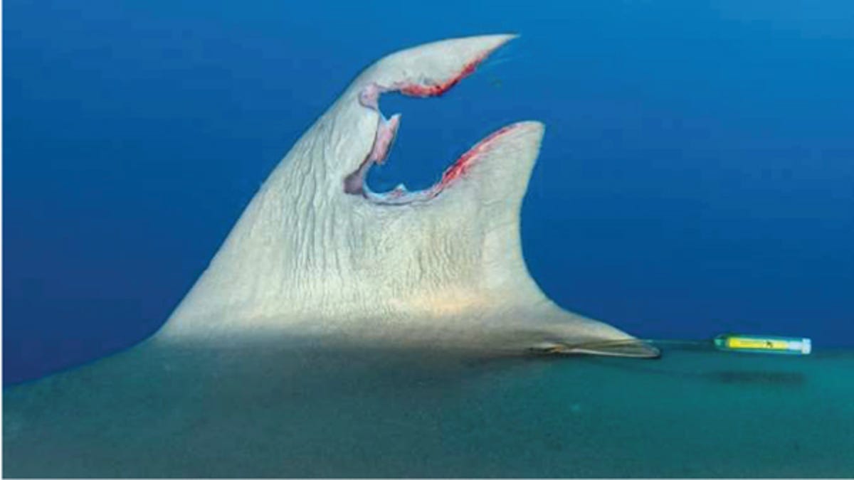 Featured image for Shark Regenerates Torn Dorsal Fin in Remarkable Recovery