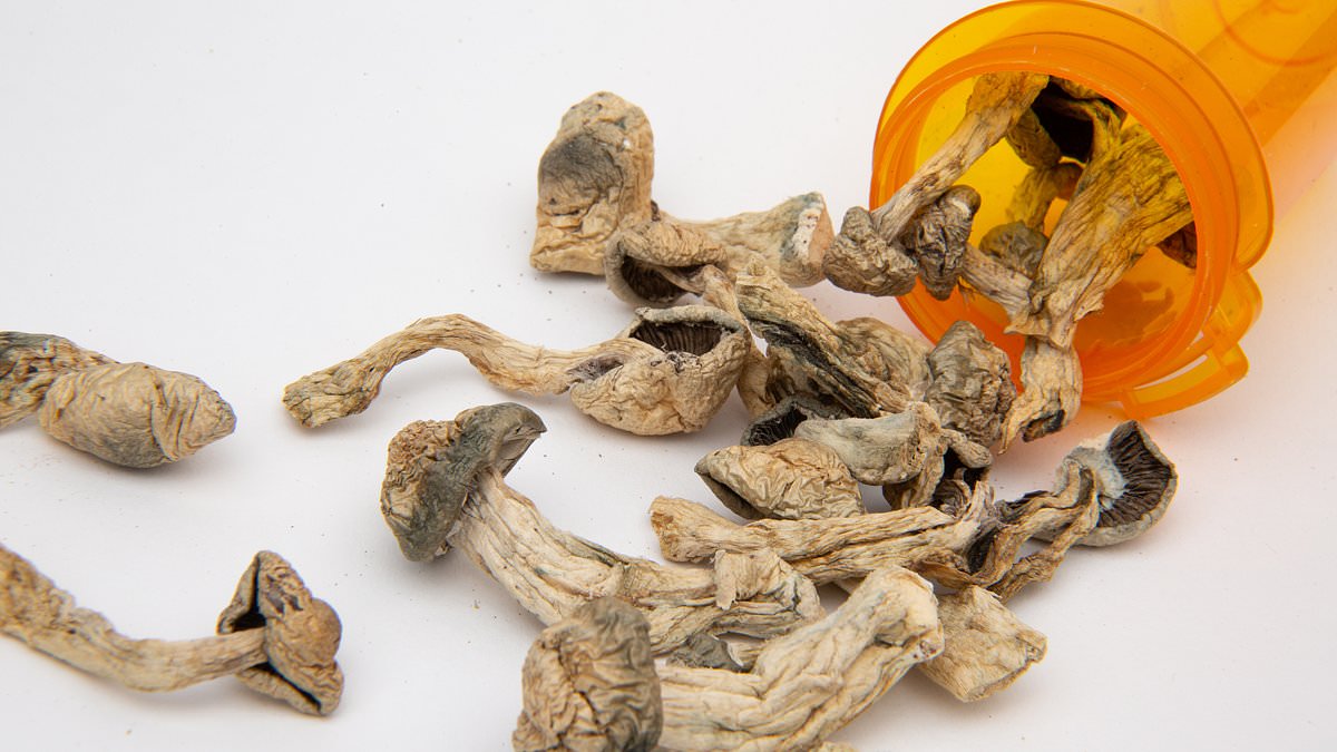 Featured image for "Psychedelic Power: Magic Mushrooms as a Potential Replacement for Oxycodone in Chronic Pain Treatment"