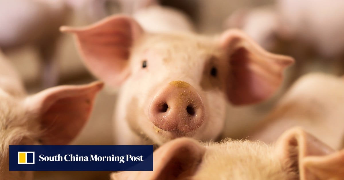 Featured image for "Breakthrough: Successful Multi-Gene-Edited Pig Kidney Transplant in Human"