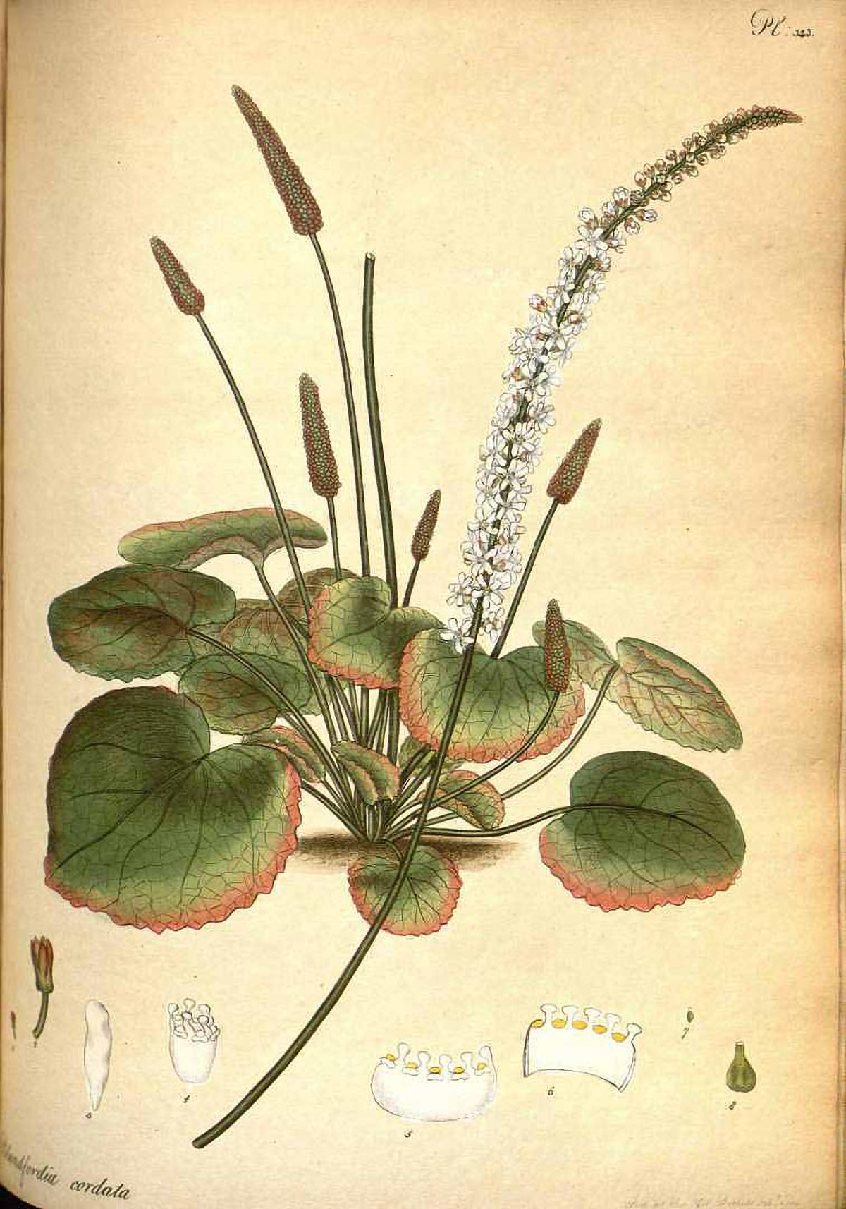 Featured image for Unknown Plant Defies Scientific Expectations