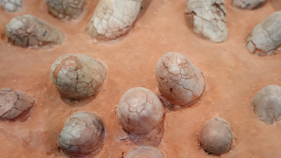 Dinosaur eggshells become timing clues for ancient fossils