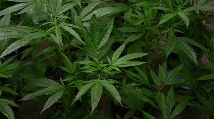 Featured image for "Link Between Heavy Marijuana Use and Anxiety Disorders in Certain Age Groups"