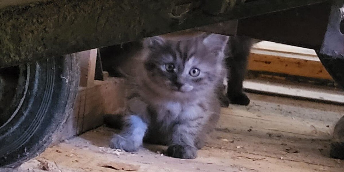 Featured image for From Cute Kitten to Majestic Cat: A Stunning Transformation