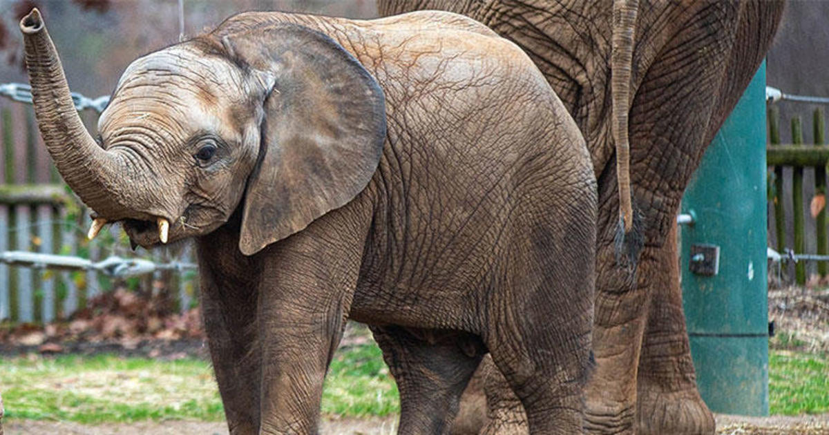 Tragic Loss: Louisville Zoo Mourns Death of 3-Year-Old Elephant Fitz to Deadly Virus