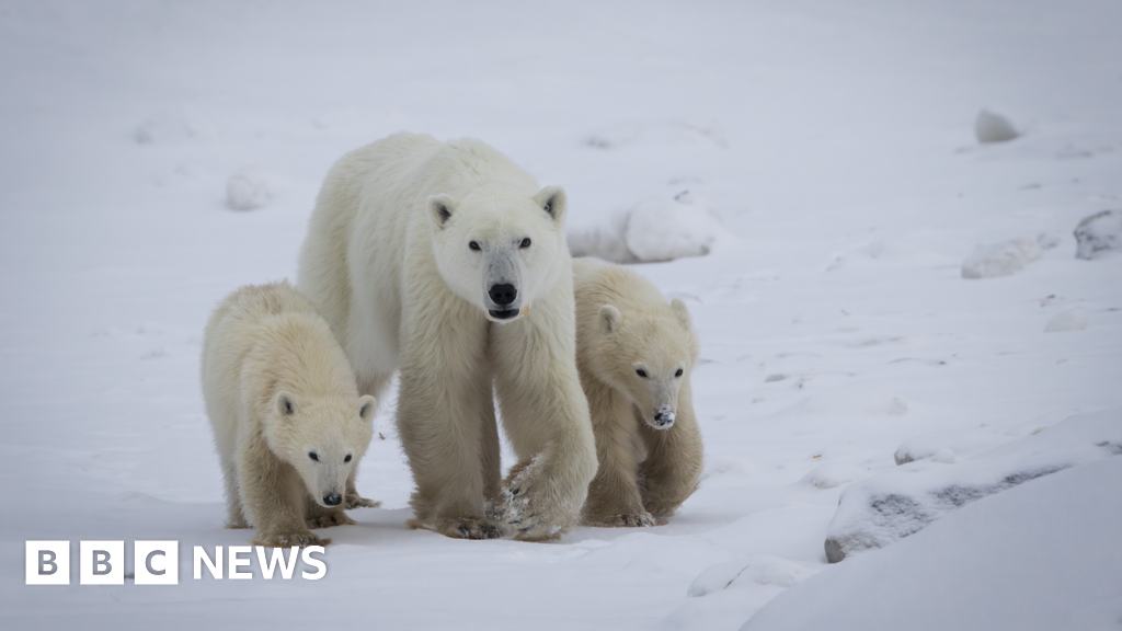 Featured image for Rare Polar Bear Adoption Captured on Video Near Churchill