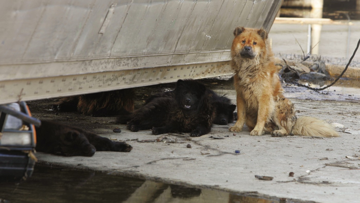 Reflecting on Hurricane Katrina: Lessons, Impacts, and Ongoing Challenges