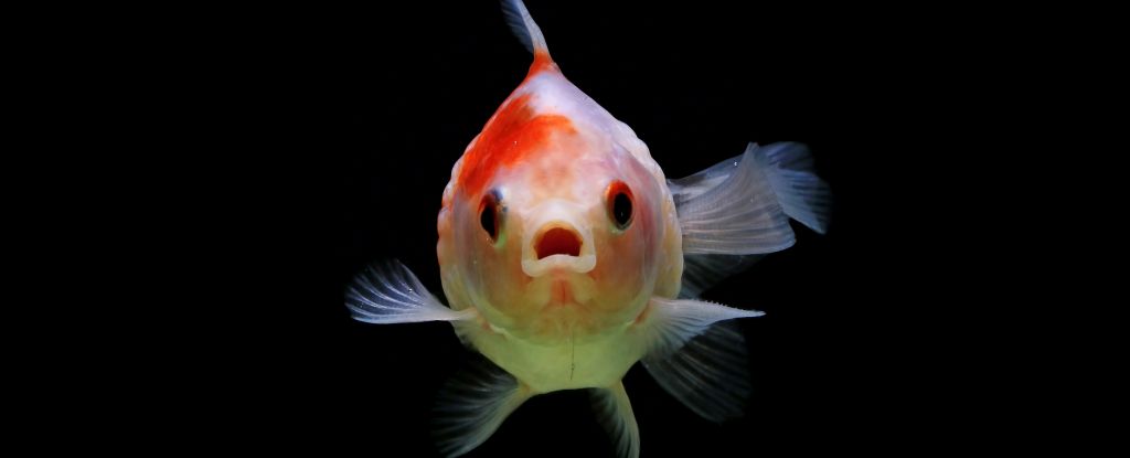 Featured image for Study Links Fish Anus Evolution to Human Finger Development