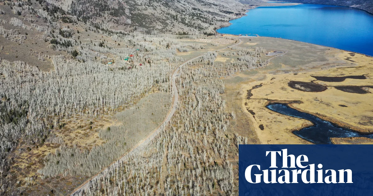 Featured image for "Sound artist captures secrets of world's heaviest organism through eavesdropping"