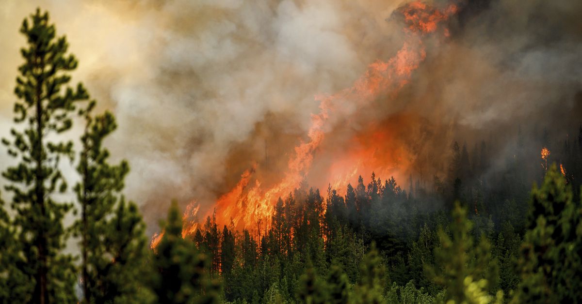 Featured image for Surviving the 2023 Wildfires: Insights from Plants and Animals