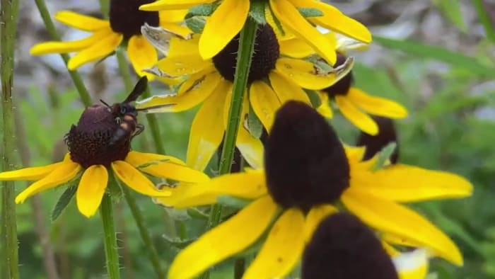 Featured image for "Efficient Landscaping: University of Florida Researchers Find Water and Cost Savings"