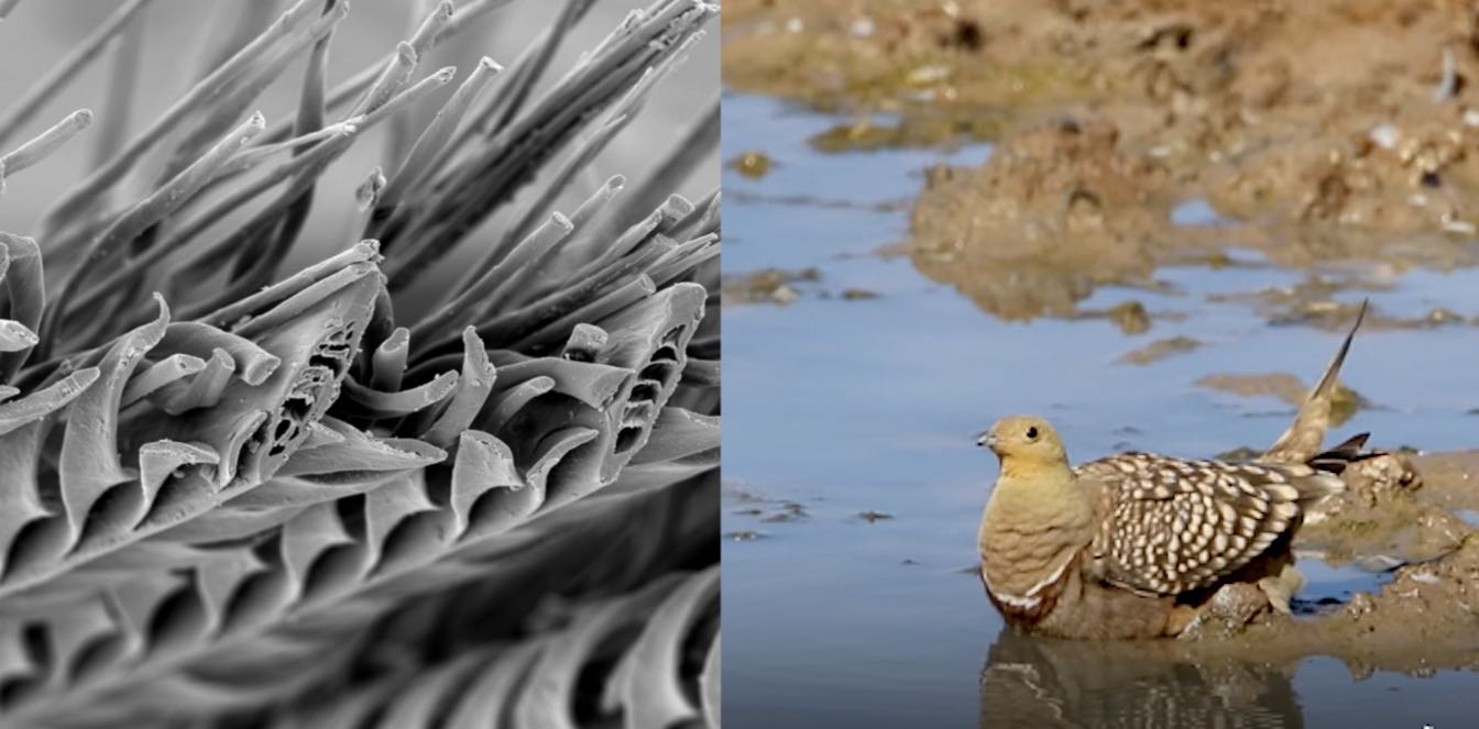 Featured image for Bird's Water-Holding Feathers Inspire Innovative Bottle Design
