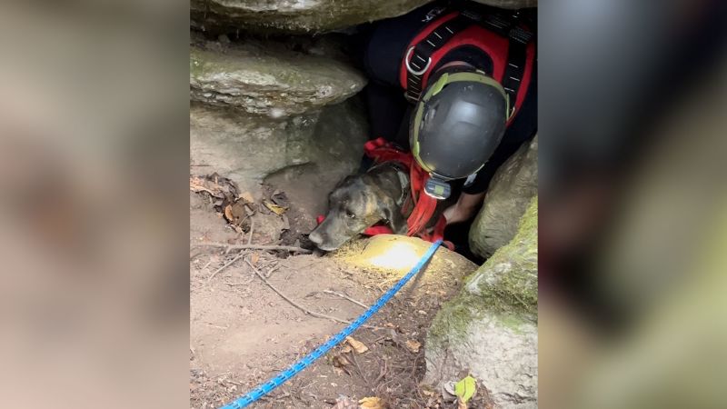 Featured image for Dog Rescued from Bear Cave in Dramatic Tennessee Rescue