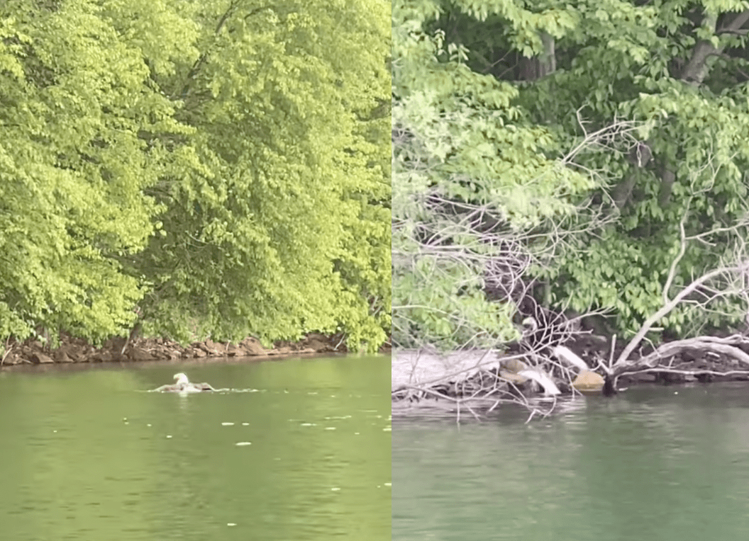 Bald Eagle Catches Huge Trout and Swims to Shore.