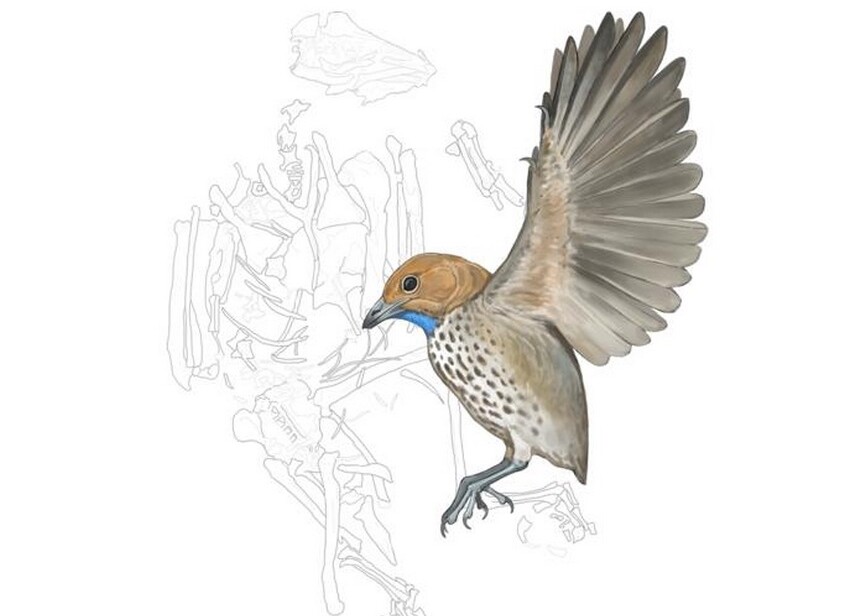 Featured image for "David Attenborough's Namesake Fossil Rewrites Bird Evolution History"