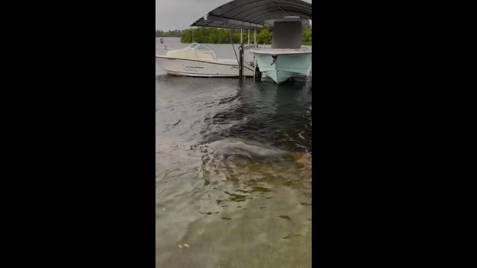 Featured image for "Idalia's Wrath: Floods, Reptiles, and Manatees in Florida"