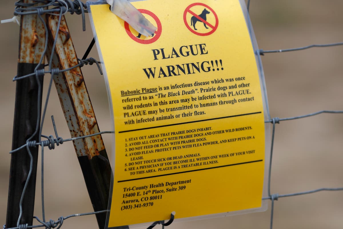 Featured image for "Fatal Bubonic Plague Case in New Mexico Raises Concerns"