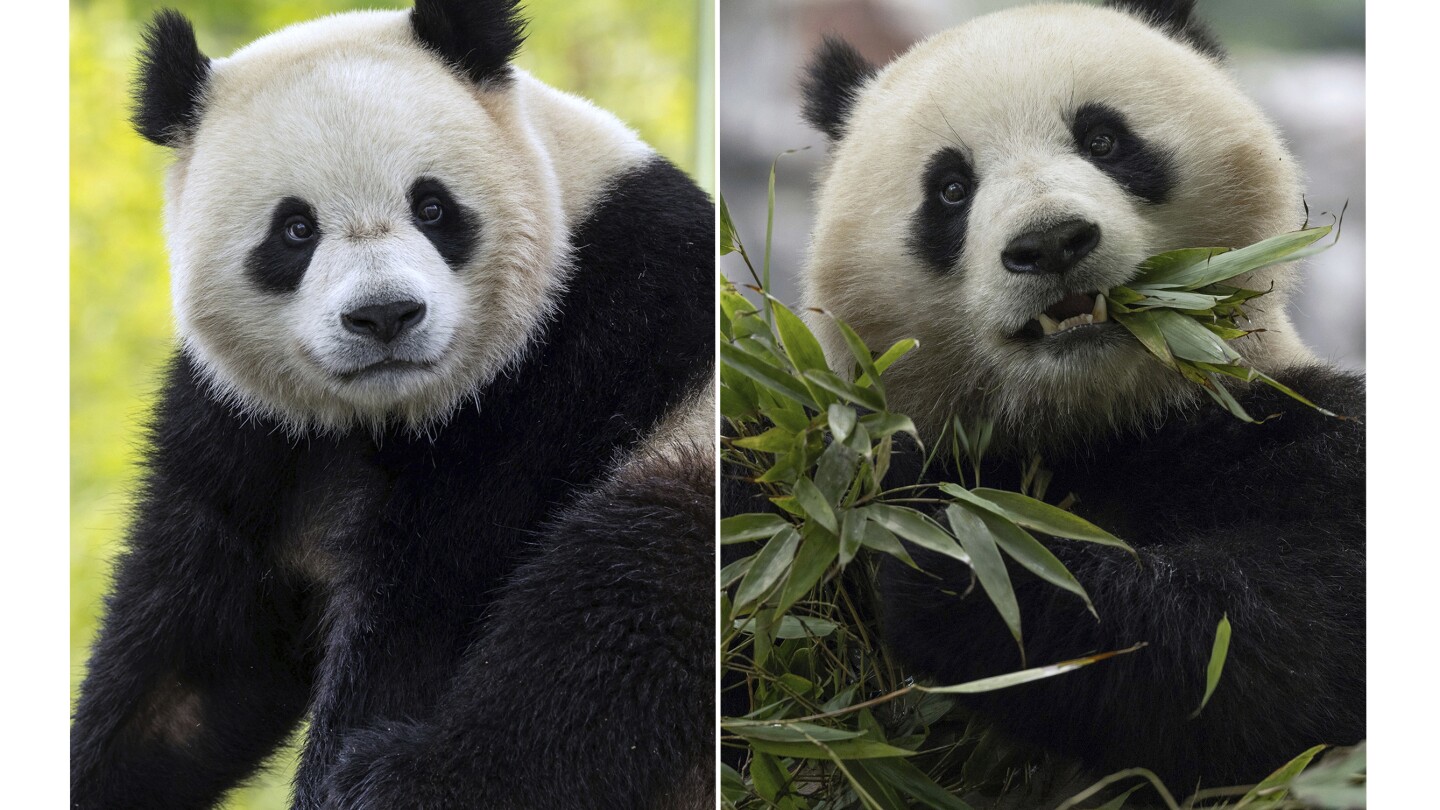 Featured image for Giant Pandas Set to Arrive at D.C.'s National Zoo