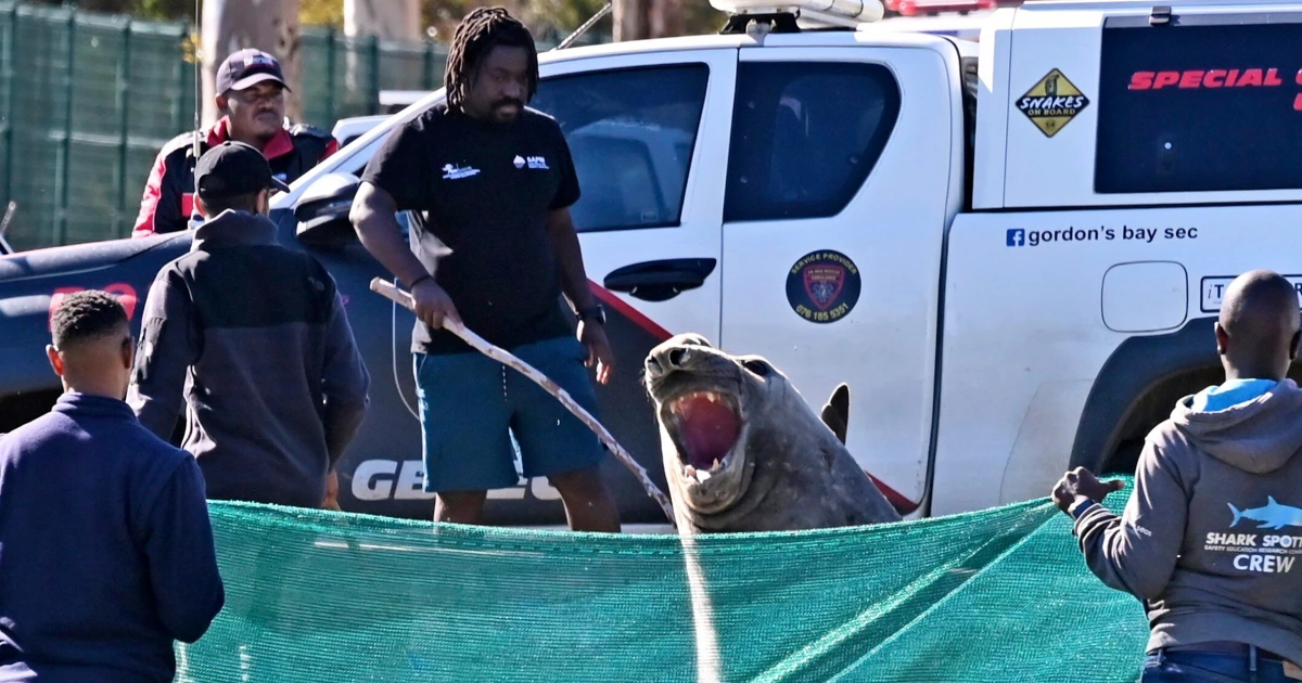 Featured image for Large Elephant Seal Safely Returns to Sea After Surprise South African Street Visit