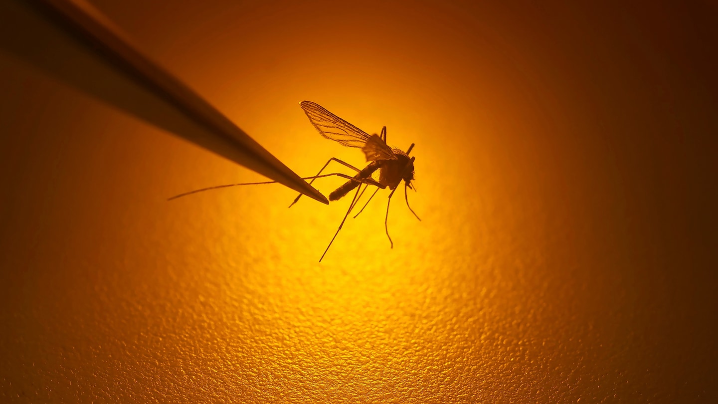 FDA Approves First Chikungunya Vaccine for Mosquito-Borne Virus
