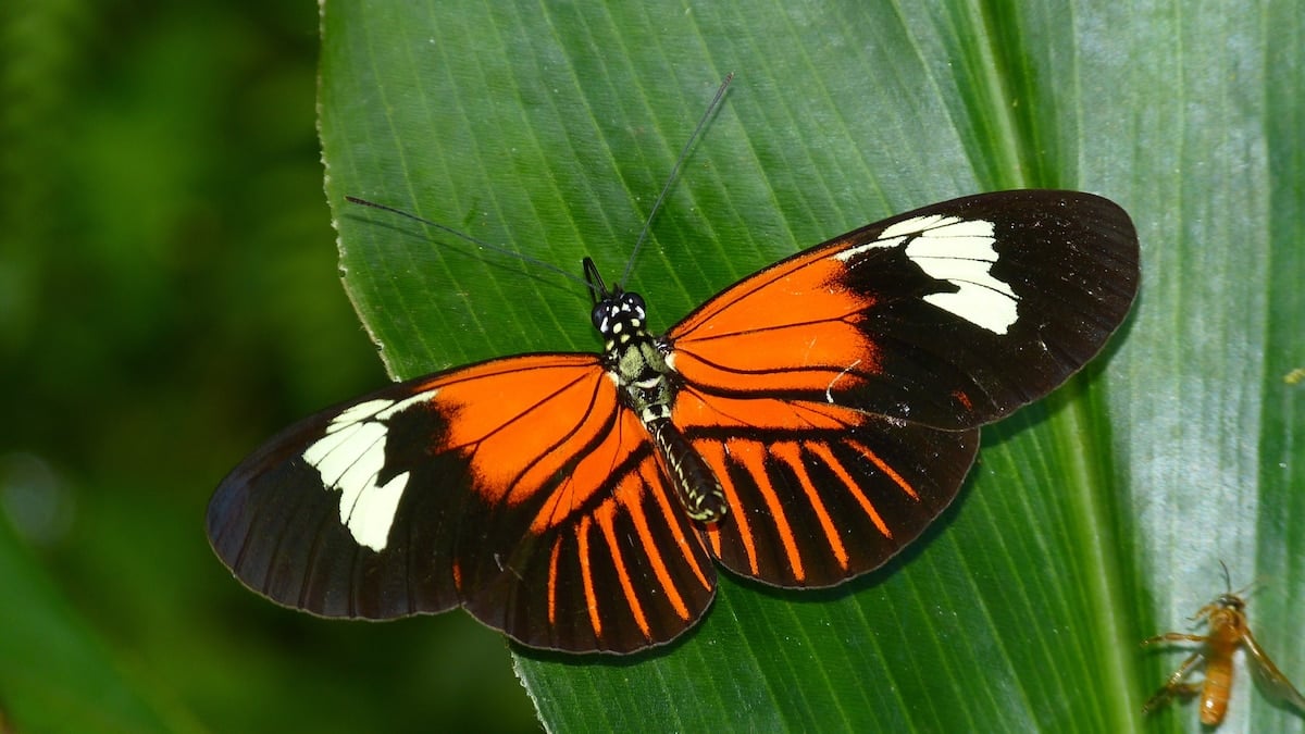 Featured image for "Hybridization Drives Evolutionary Breakthrough in Butterflies"