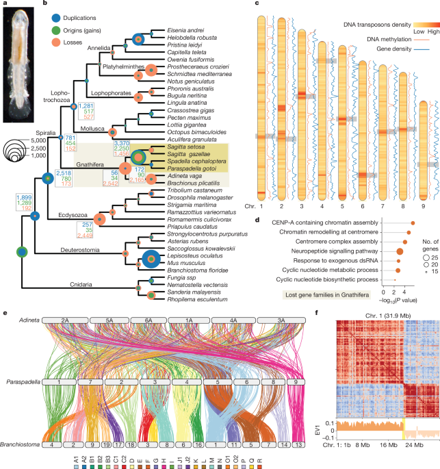 Featured image for Genomic Insights into the Unique Body Plan of Chaetognaths